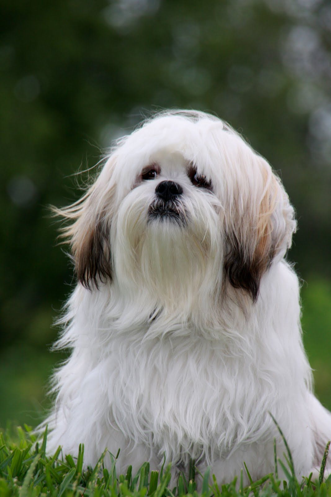 Image Of Beautiful Dogs Lhasa Apso Welcome To My