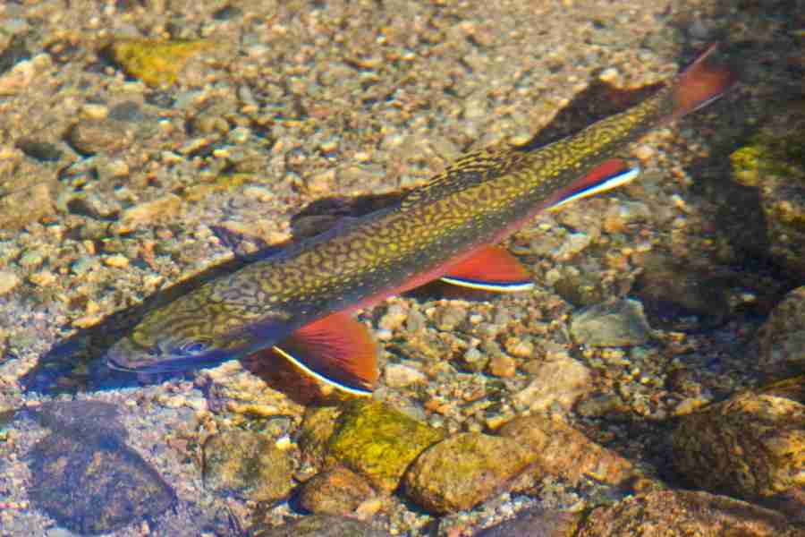 Brook trout are a beautiful fish Remember to always have fun while 900x600