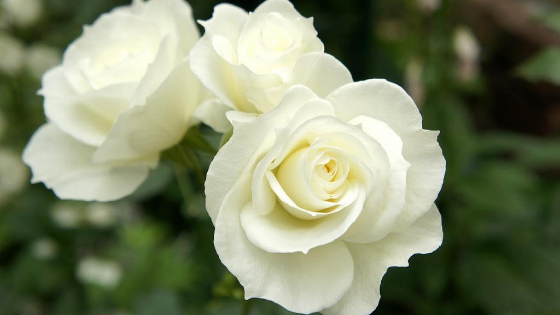 Beautiful white roses in the garden wallpapers and images   wallpapers 1920x1080