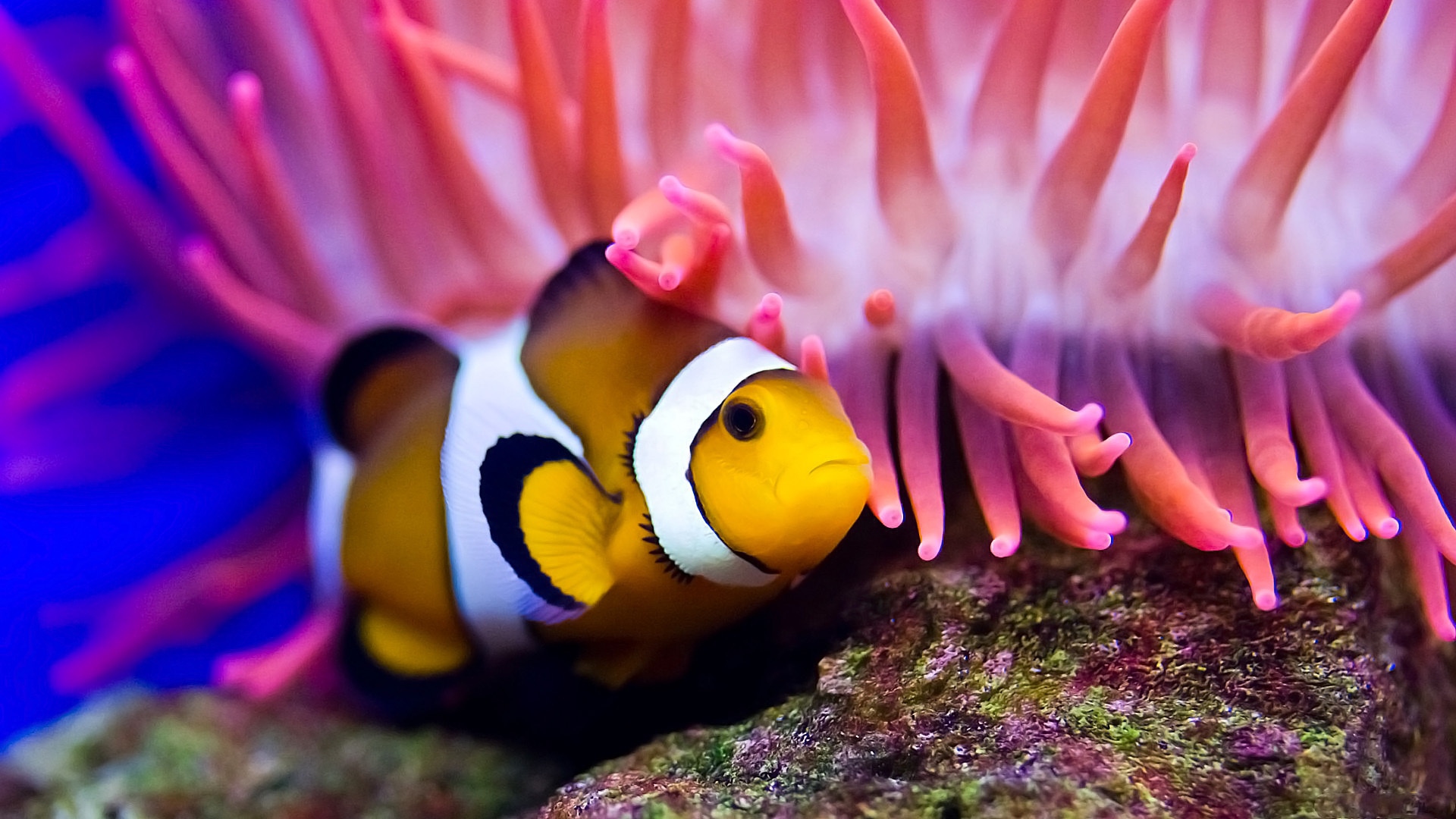 Clown Fish Sea Anemones Water Wallpaper Background Full HD 1080p