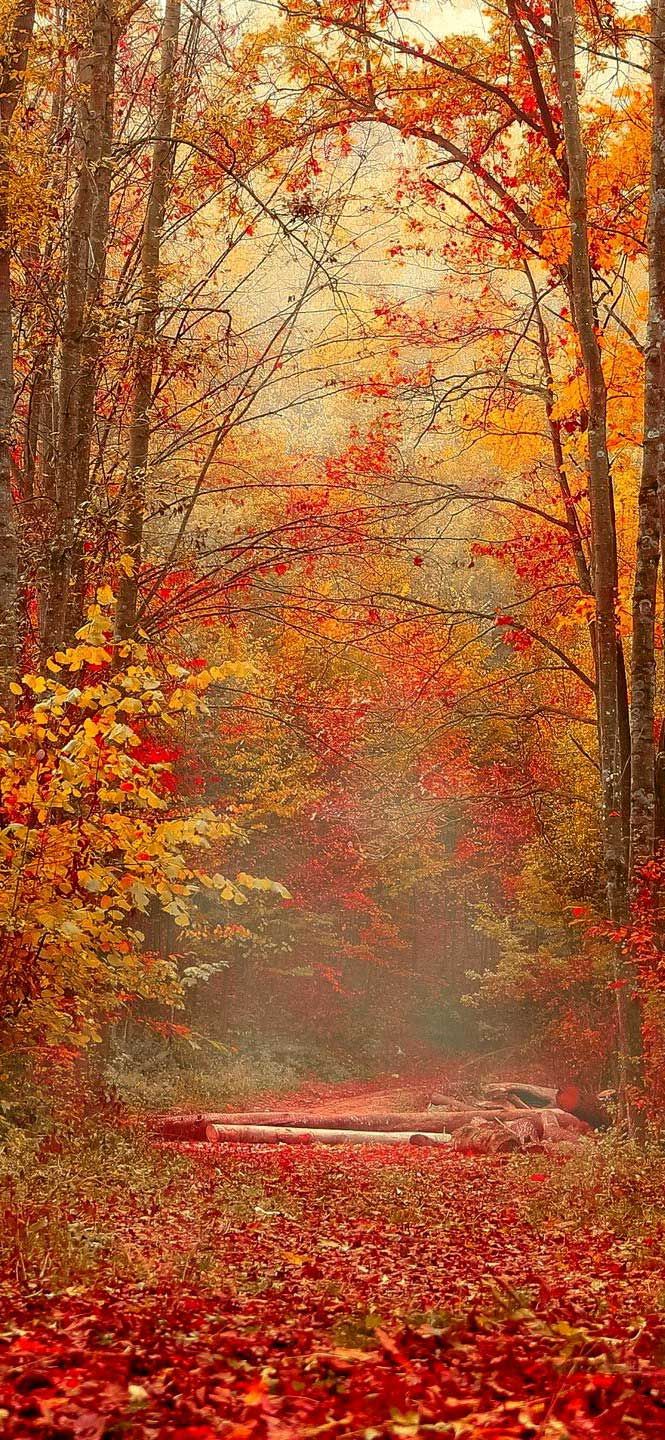 Bd2395495c1c3cb072b31c5f57fbb20b Wallpaper