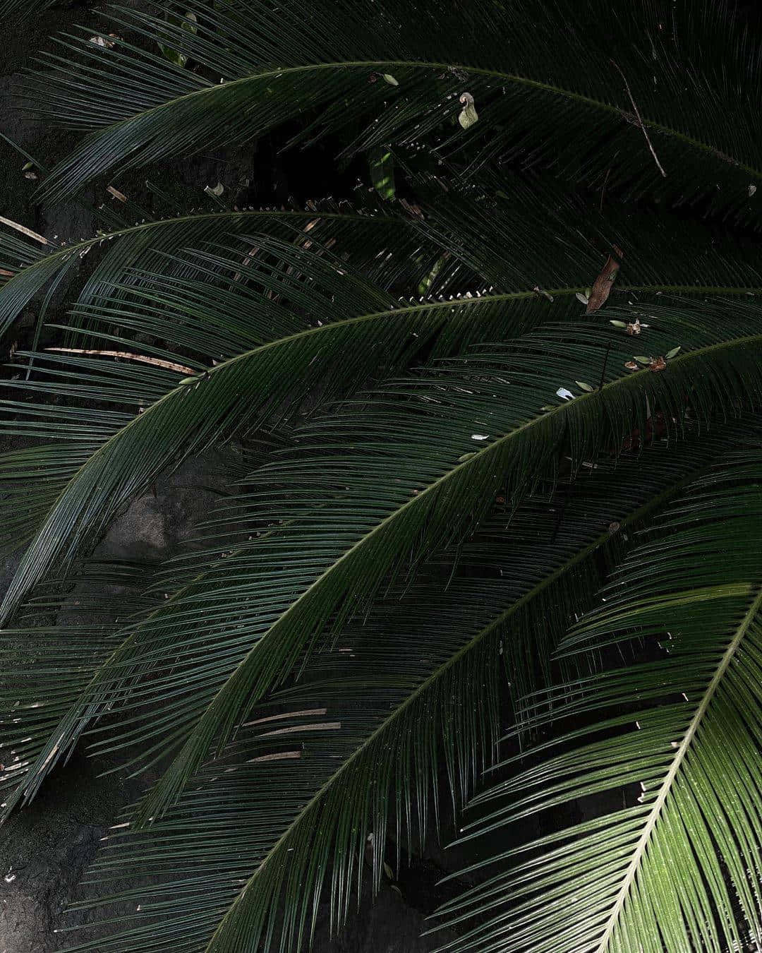 Aesthetic Palm Leaves Wallpaper