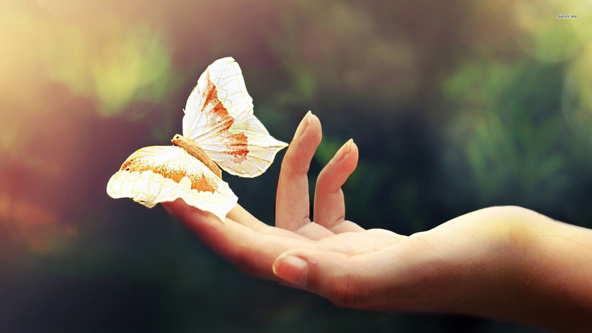 Butterfly On Her Hand Wallpaper Animal