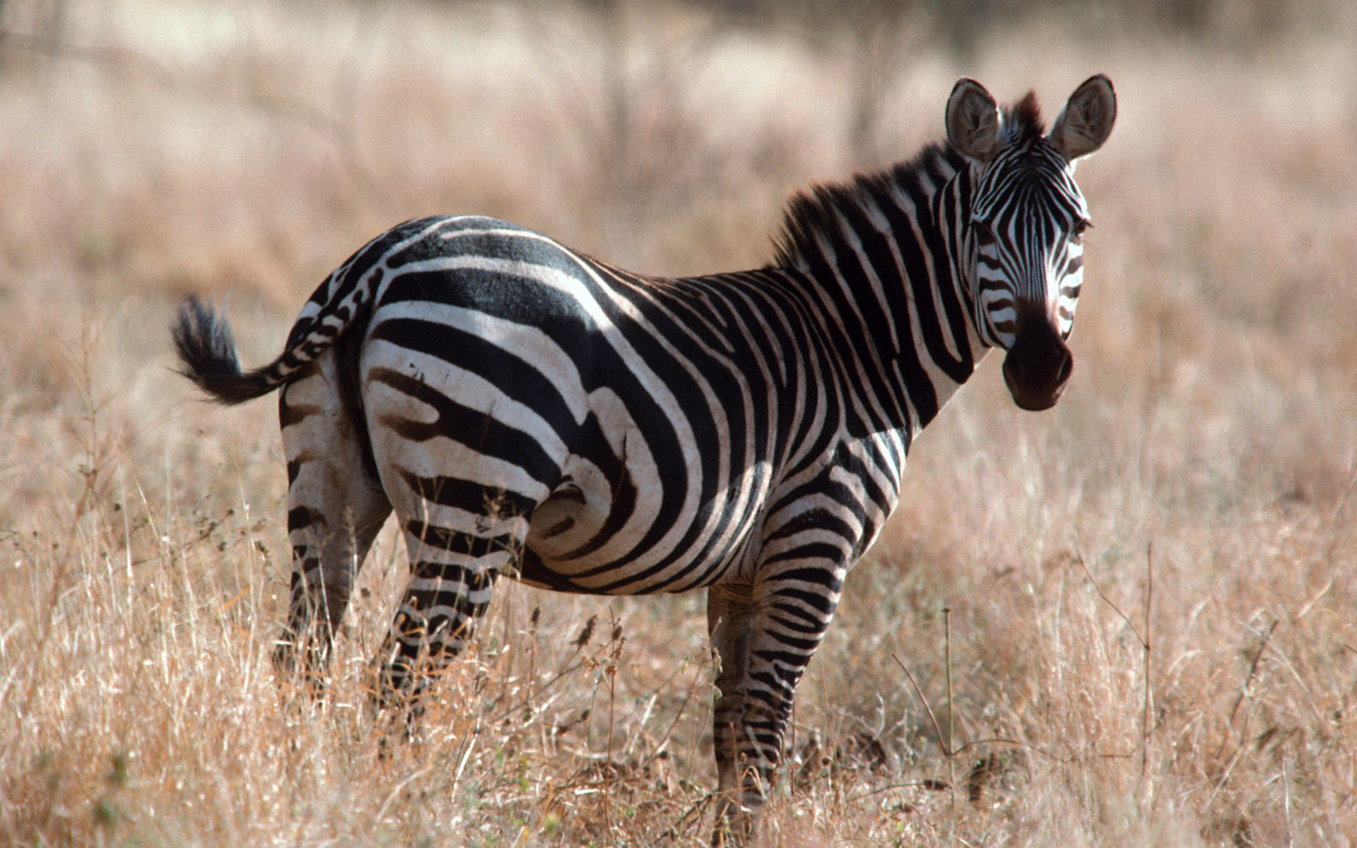 African Zebra Wallpaper And Image Pictures Photos