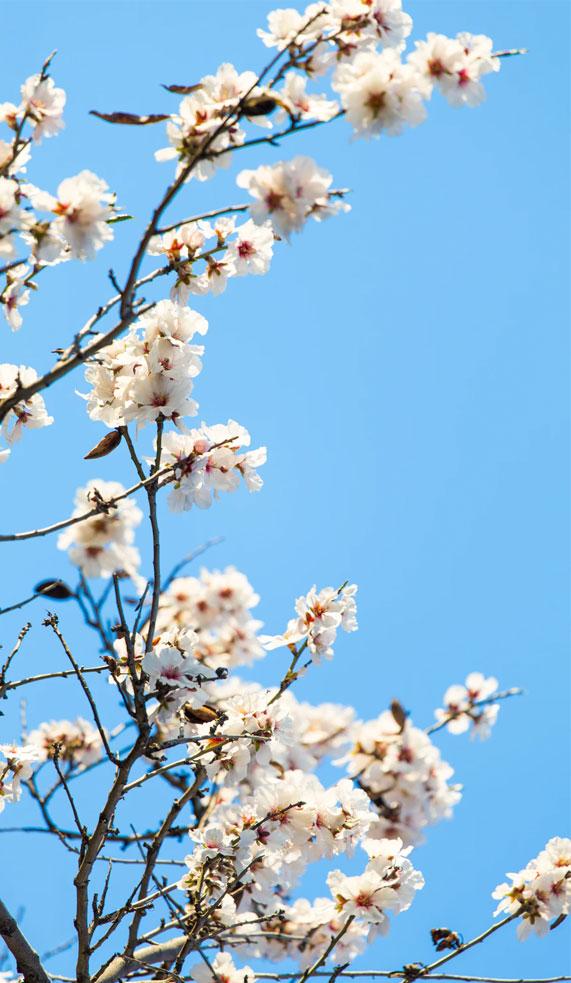 Pretty Blossom Blooms Contrast Blue Sky Idea Wallpaper iPhone