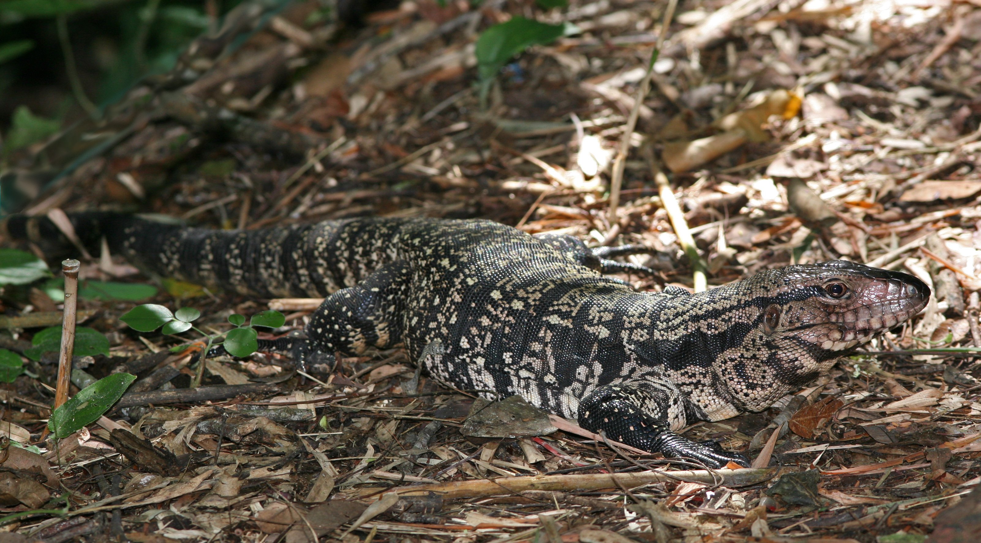 Argentine Giant Tegu HD Wallpapers Backgrounds