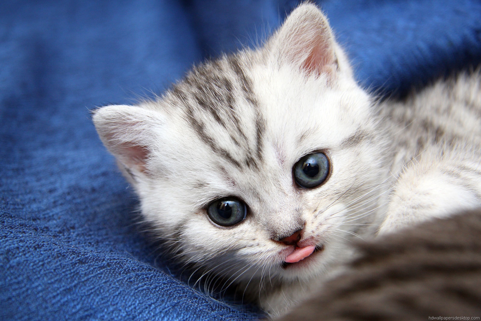 Kitten Desktop Wallpaper - WallpaperSafari
