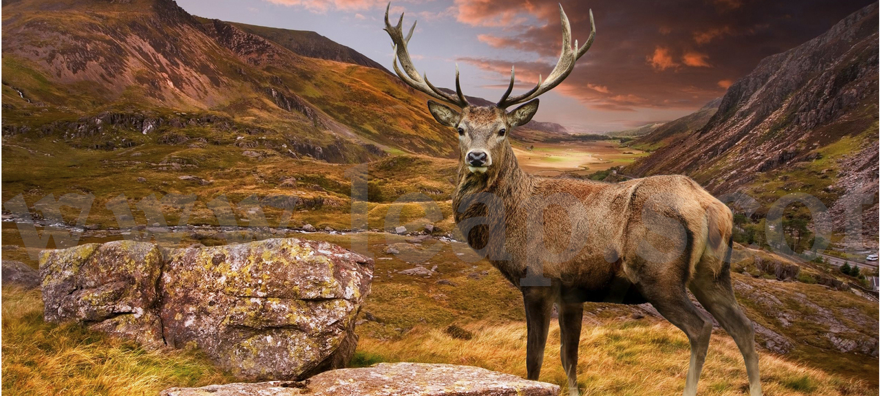Stag Glen Background Mug The Tartan