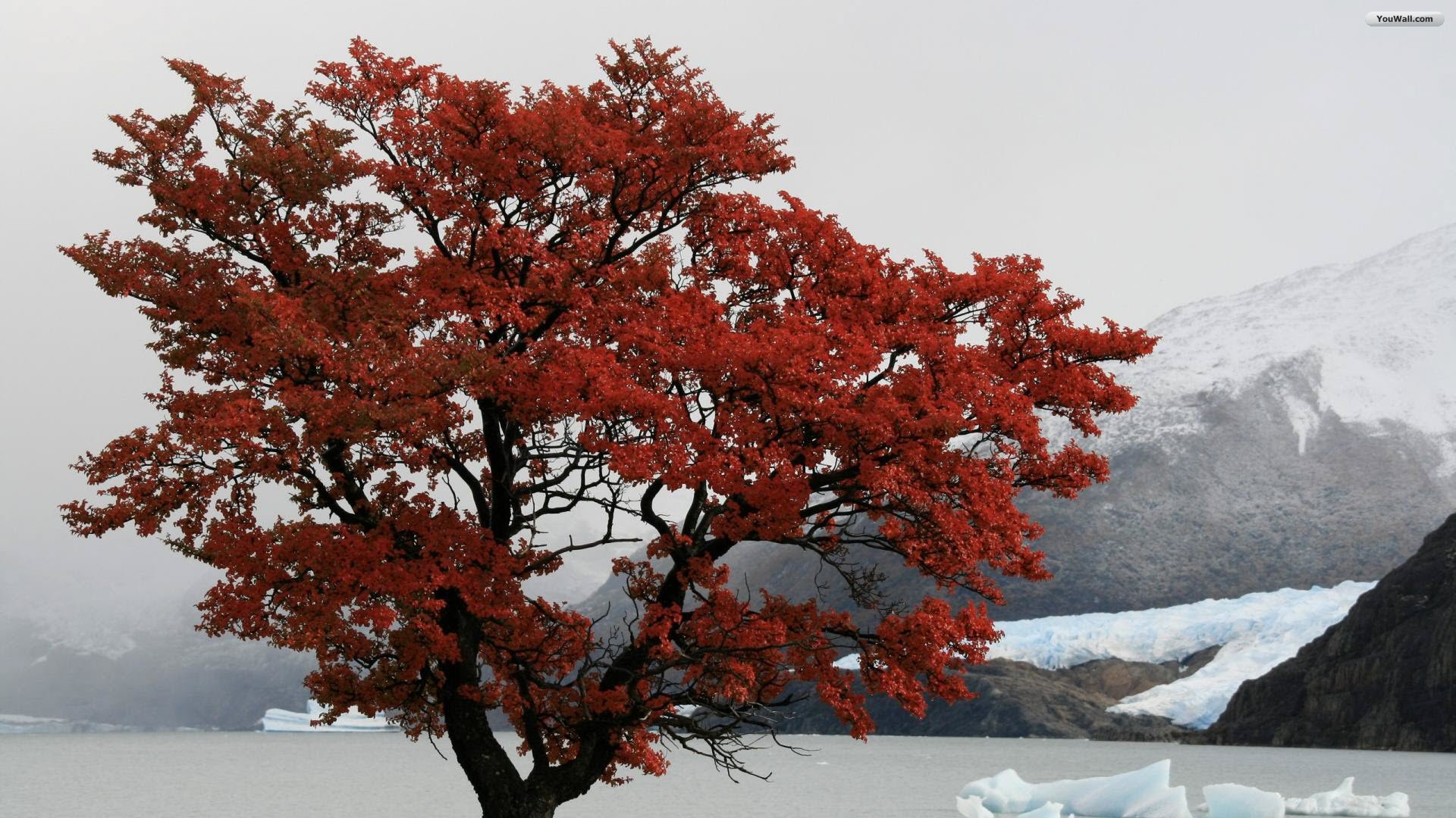 Youwall Red Tree Wallpaper
