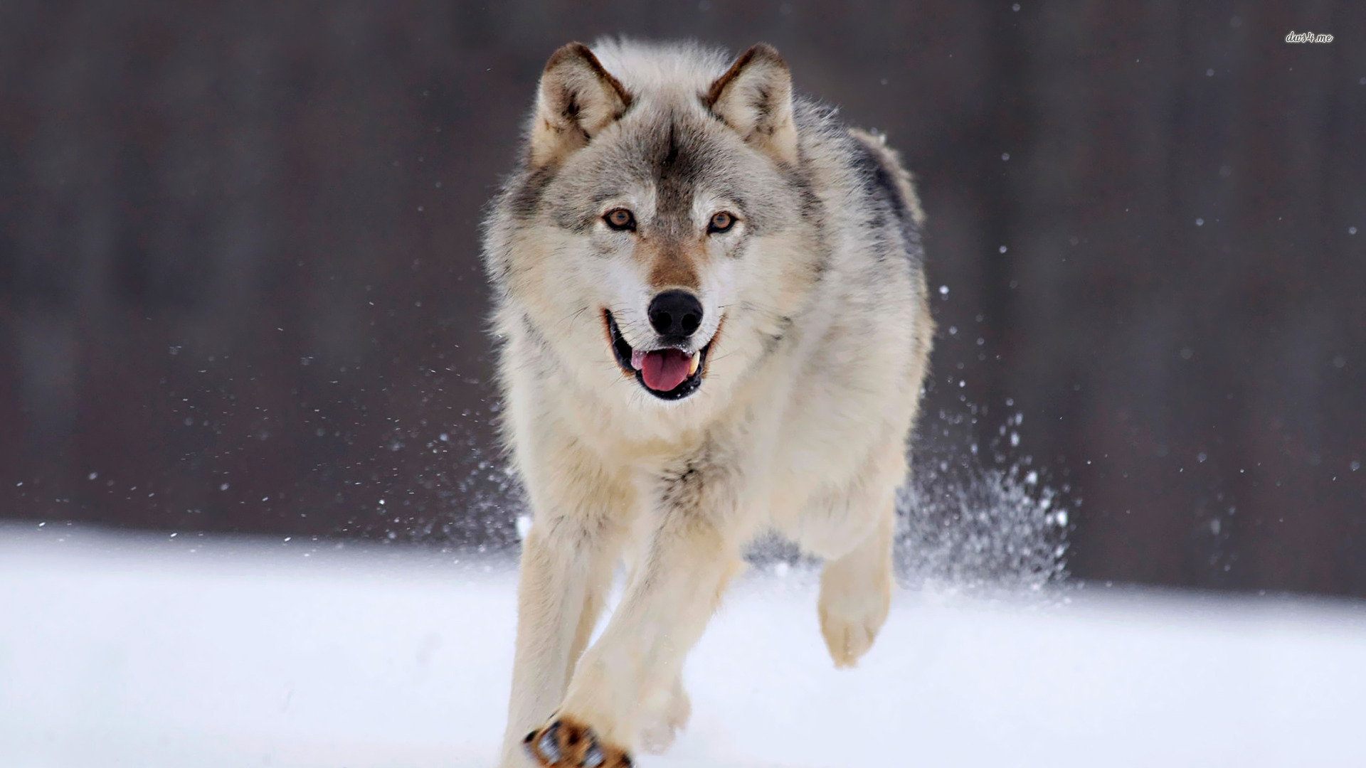 Wolf Wallpaper Animal