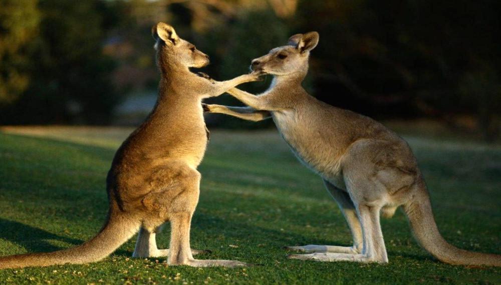 What are the welfare issues with managing peri urban kangaroos