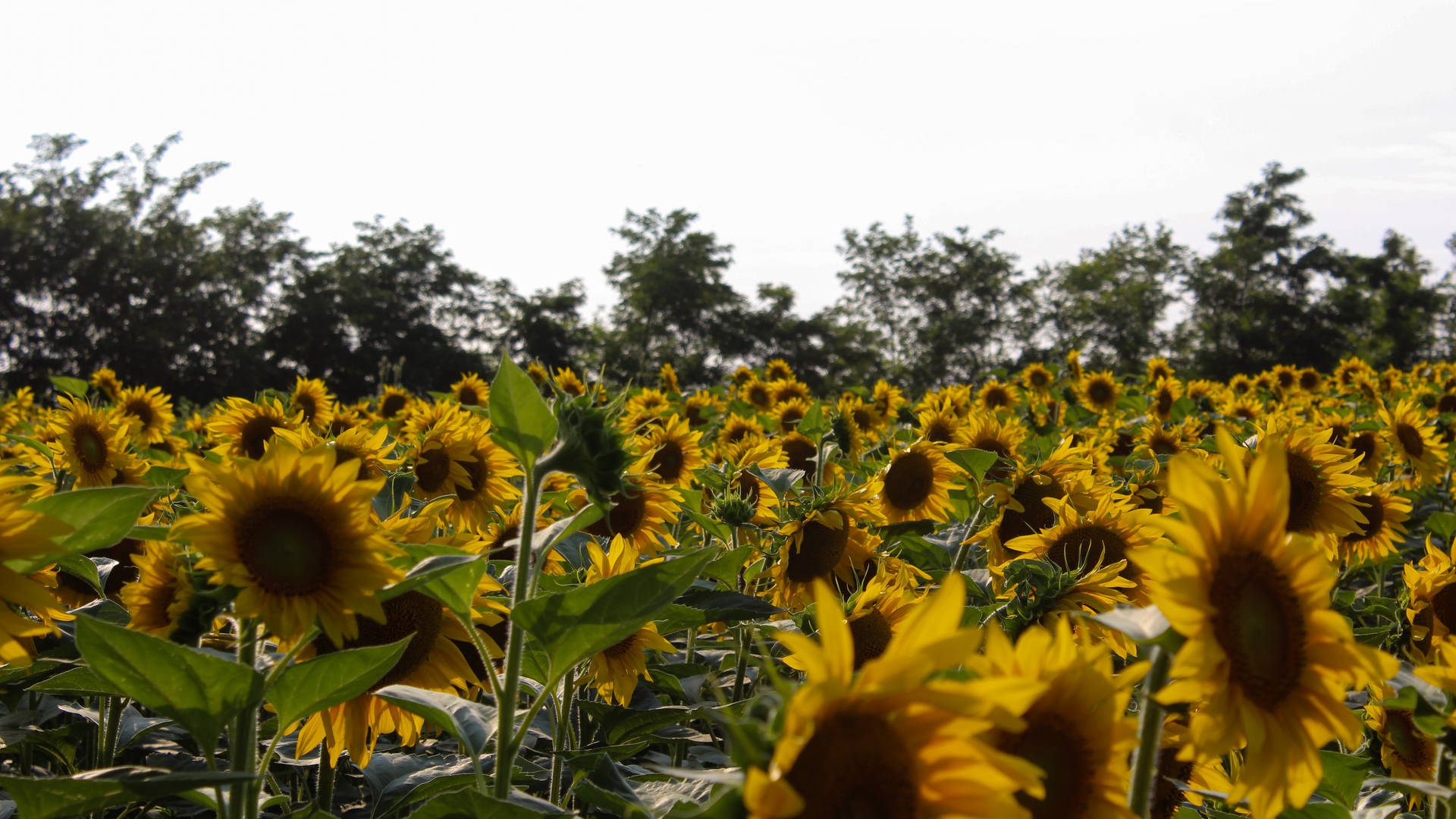 Sunflower Aesthetic Wallpaper