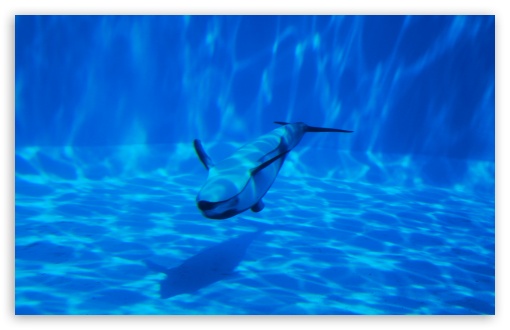 Dolphin Swimming Underwater HD Wallpaper For Standard