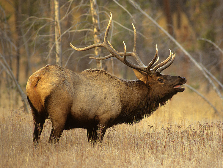 Monster Bull Elk HD Wallpaper