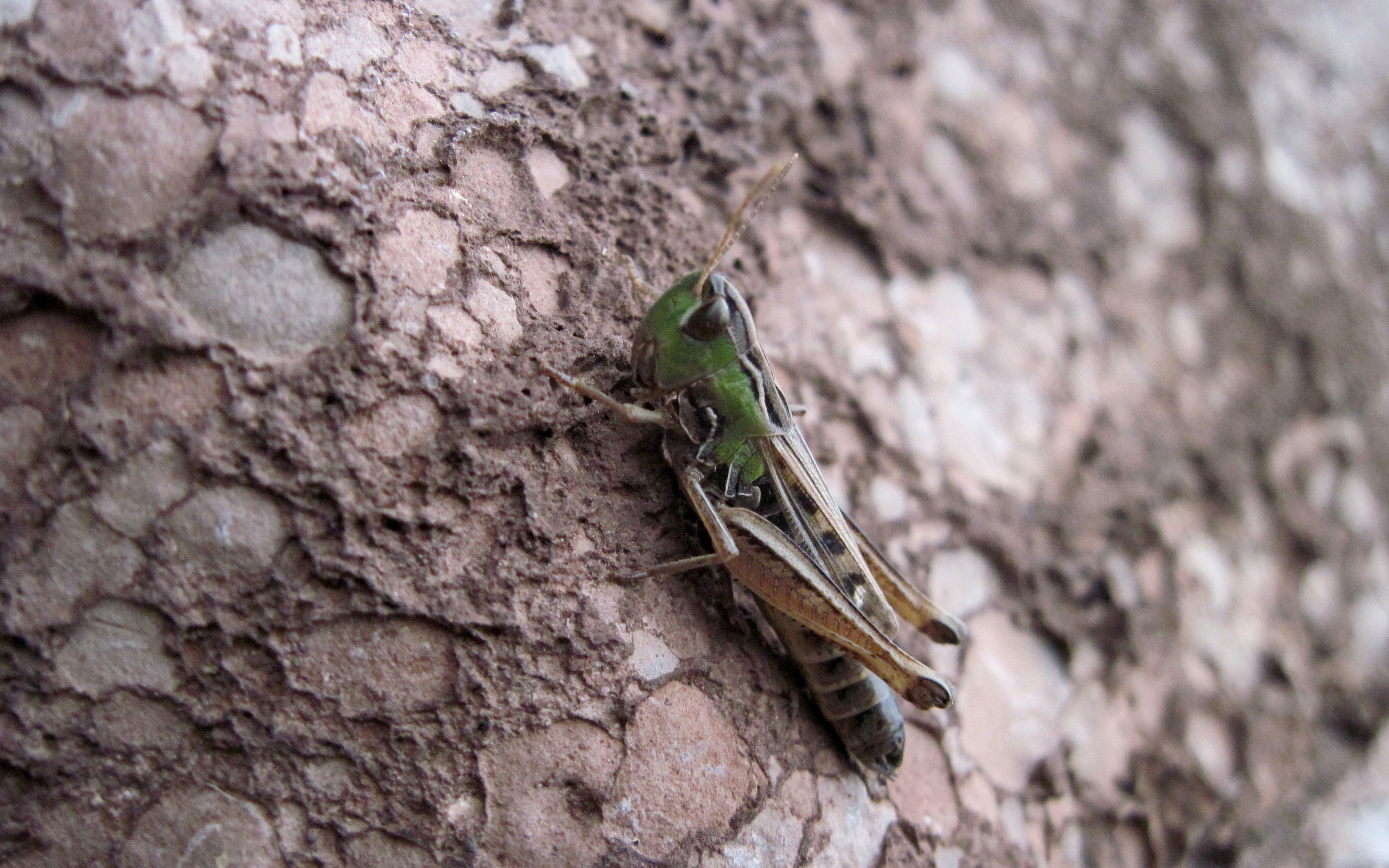 Grasshopper Computer Wallpaper Desktop Background