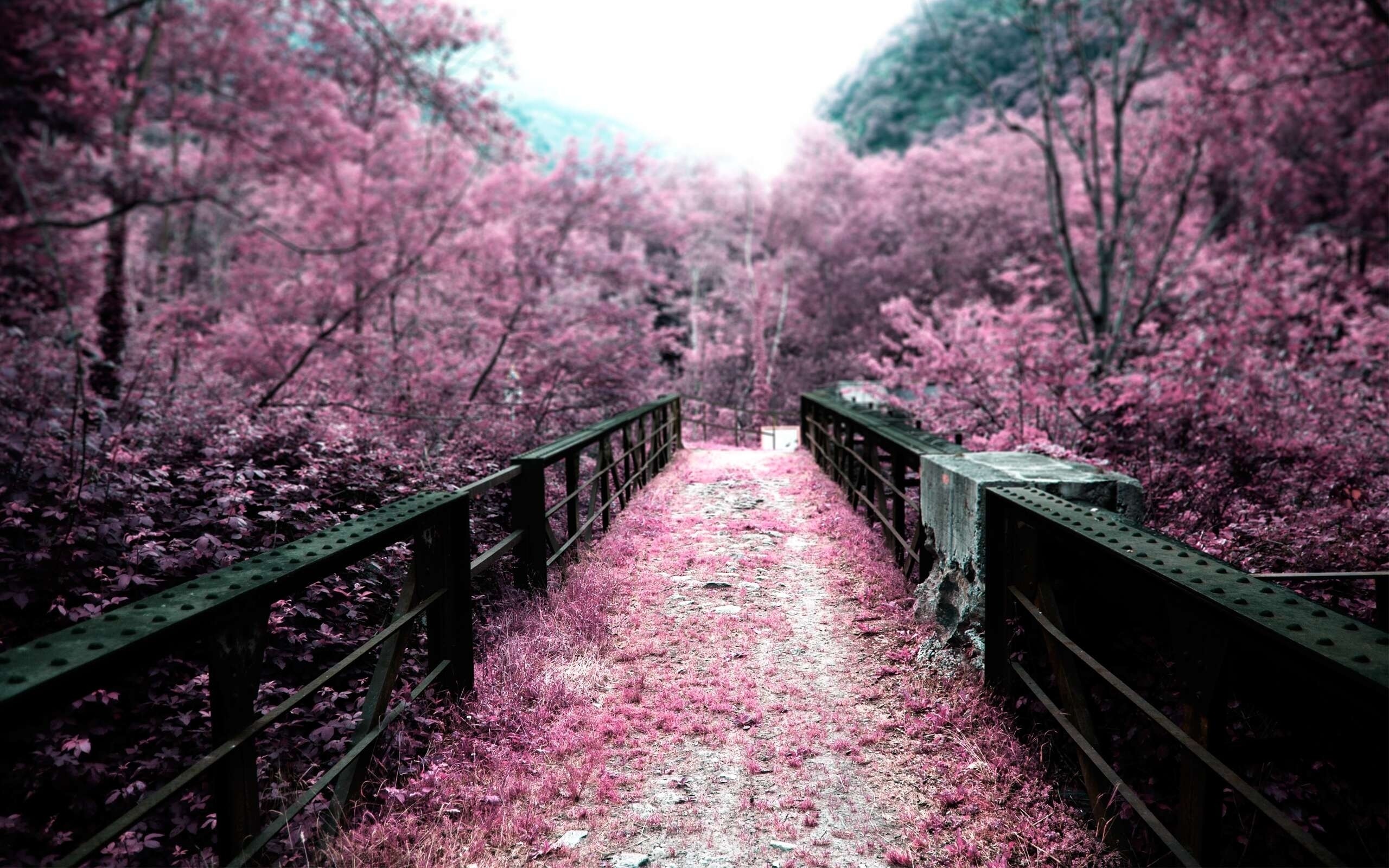 Cherry blossoms on a bridge hd wallpaper background HD Wallpapers