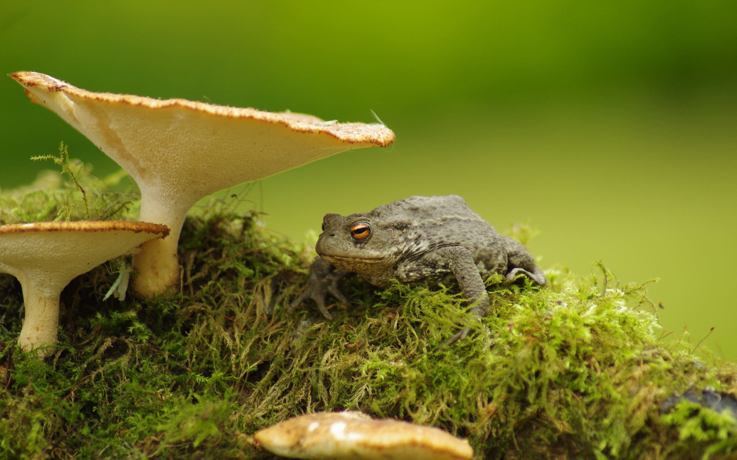 Toad HD Wallpaper Background