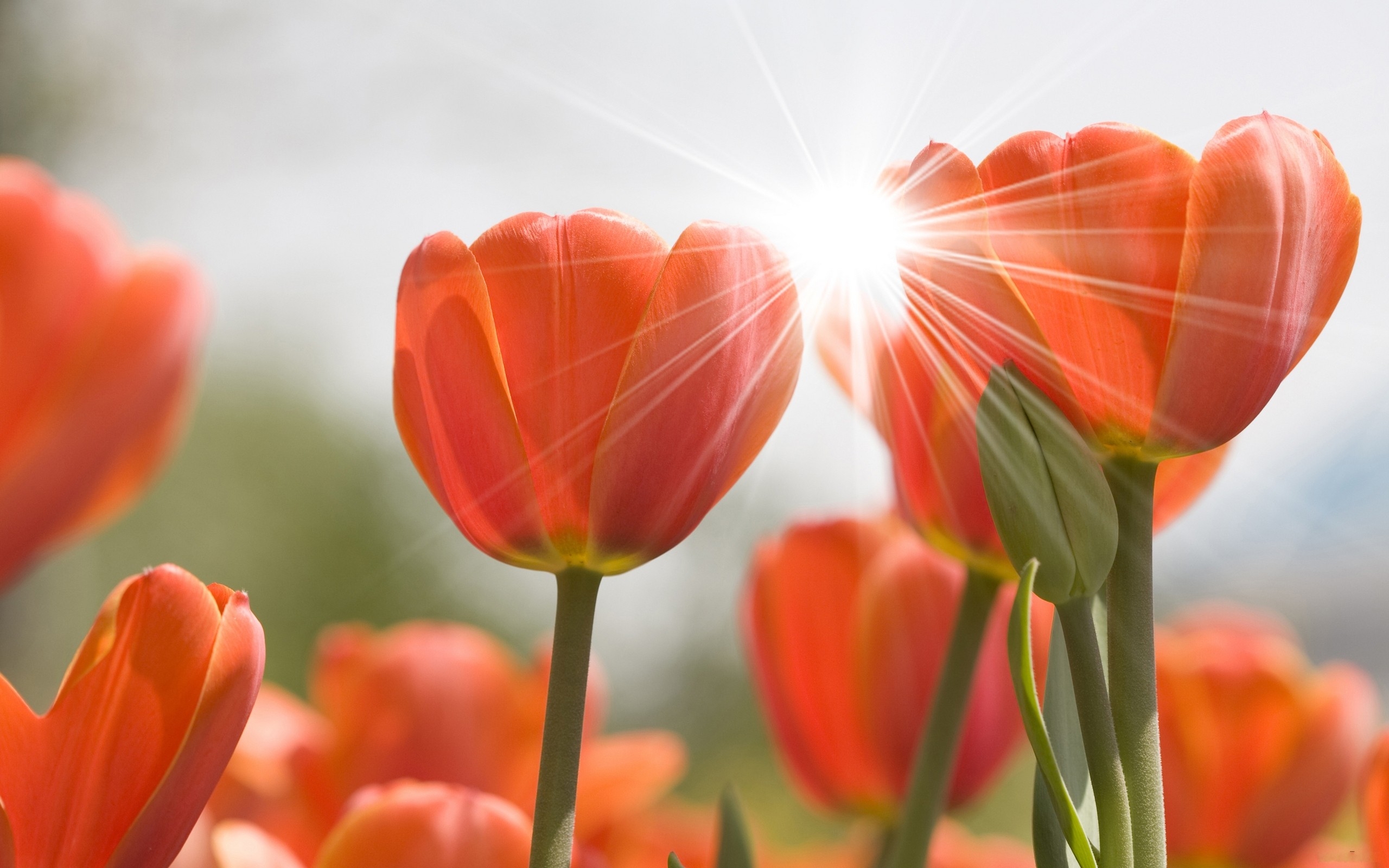 Tulips In The Spring Sunshine Wallpaper And Image