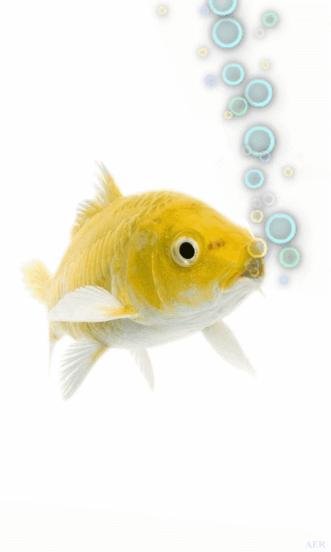 50+] Animated Goldfish Wallpaper and Screensaver - WallpaperSafari