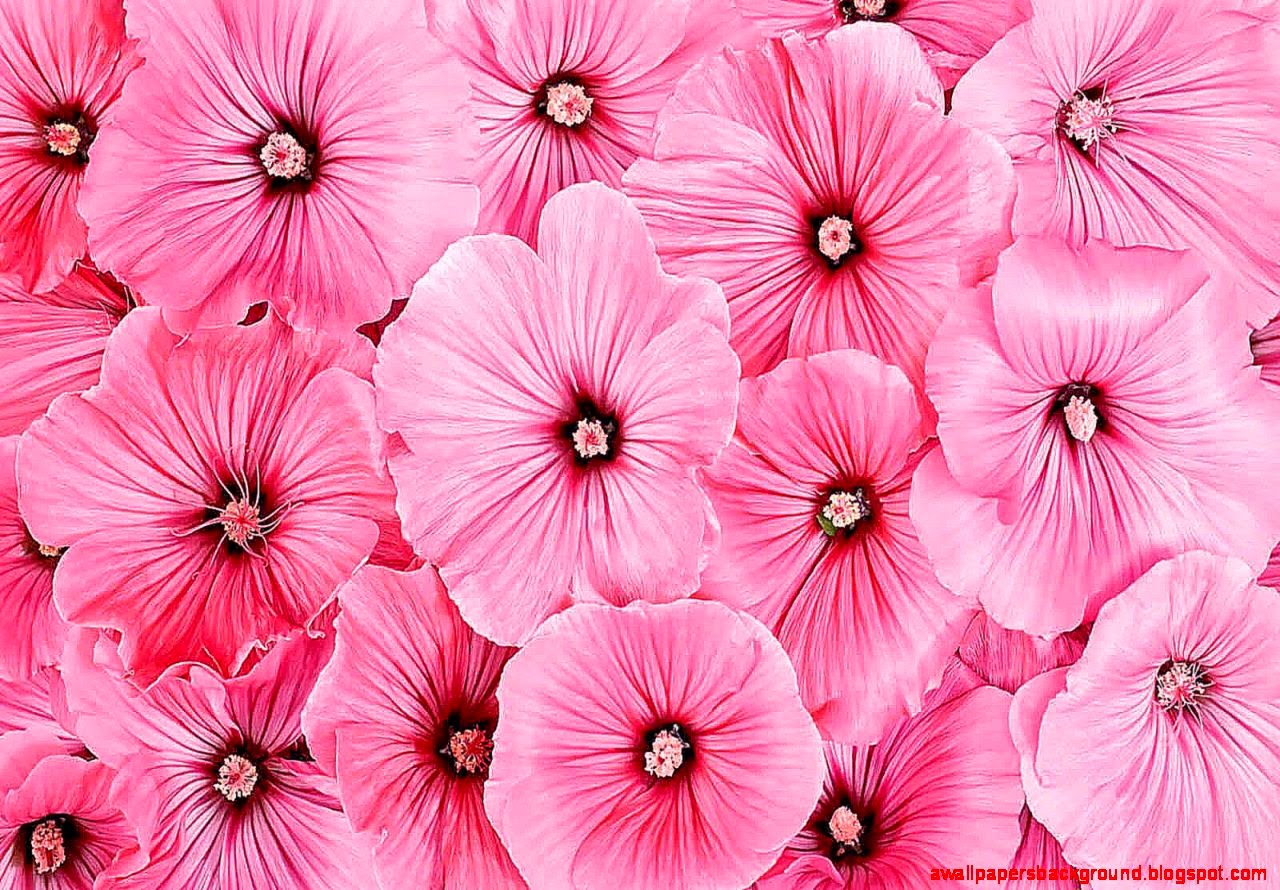 Pink Flower Wallpaper For Walls Background