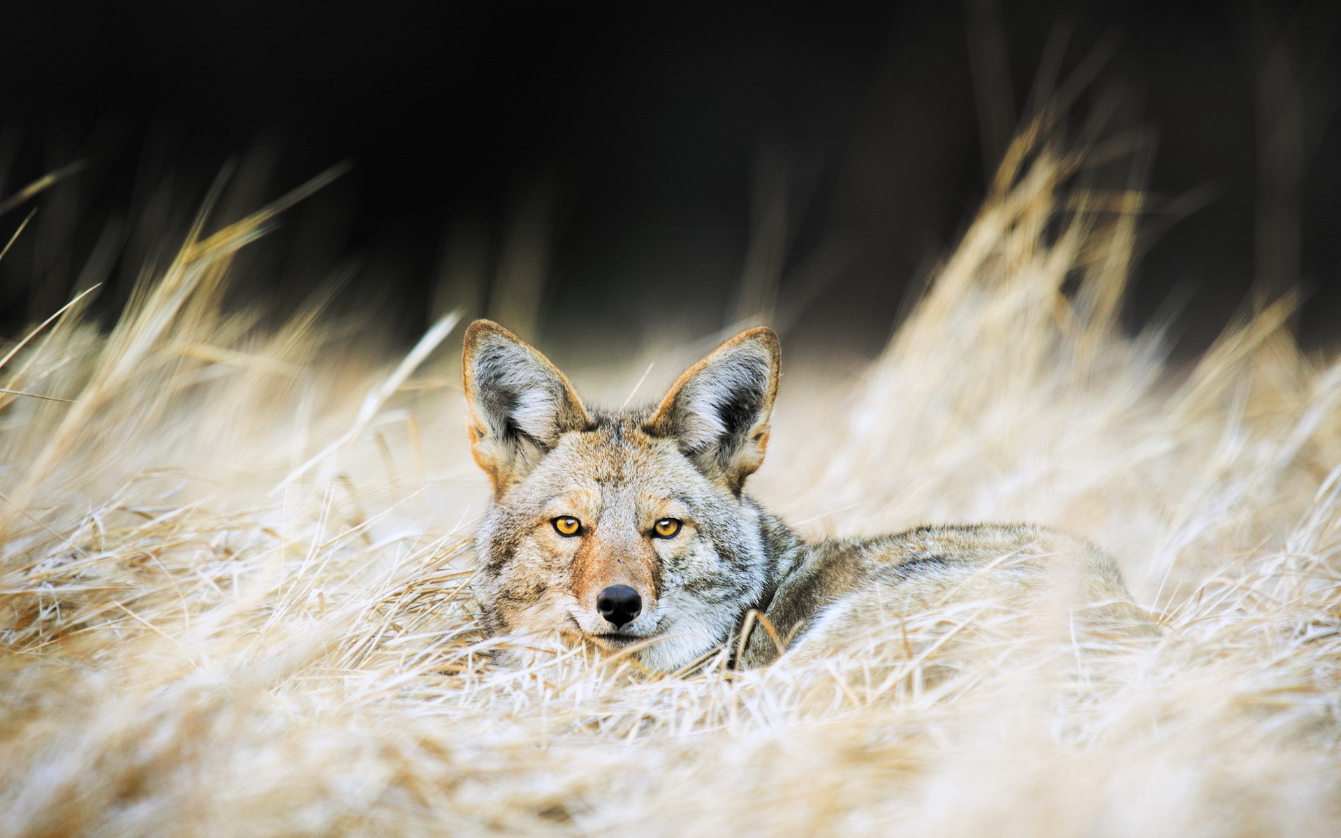 Coyote HD Wallpaper