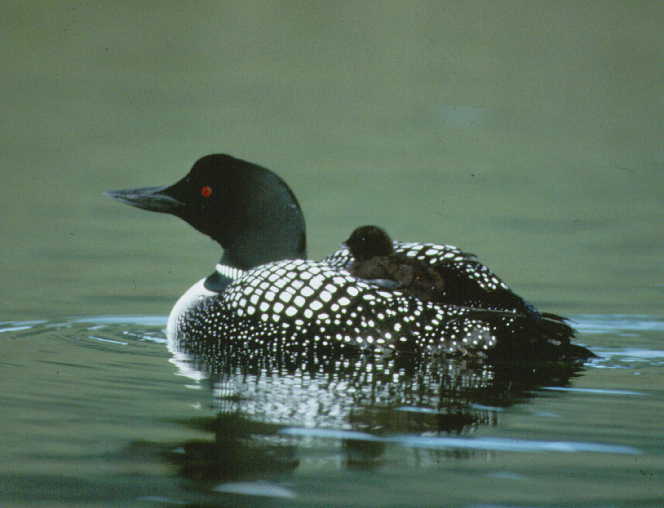 Mon Loon Pictures Wallpaper Of