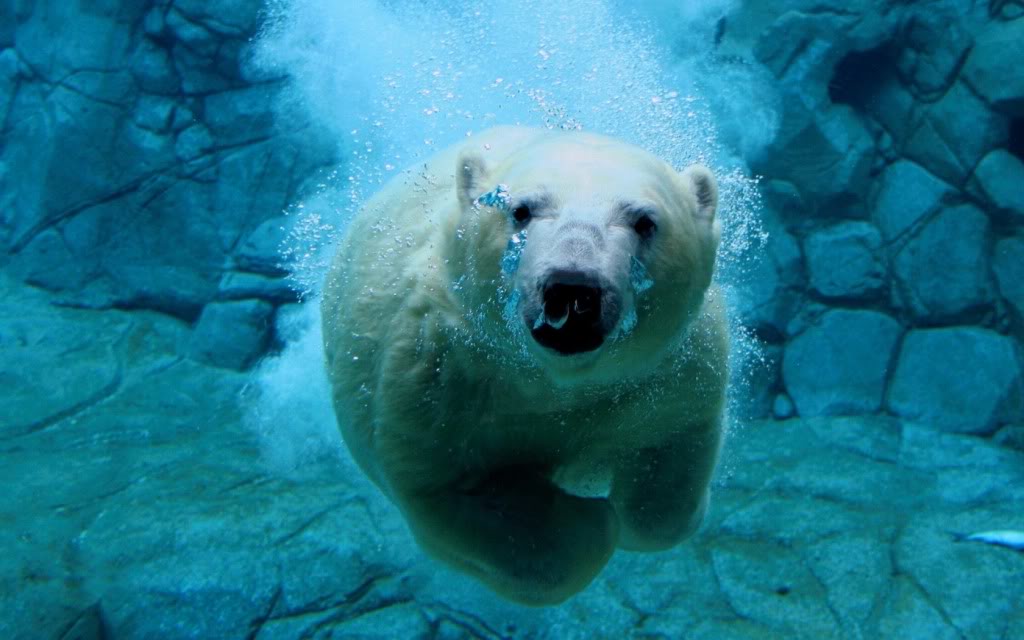 Cute Polar Bear Wallpaper Bears