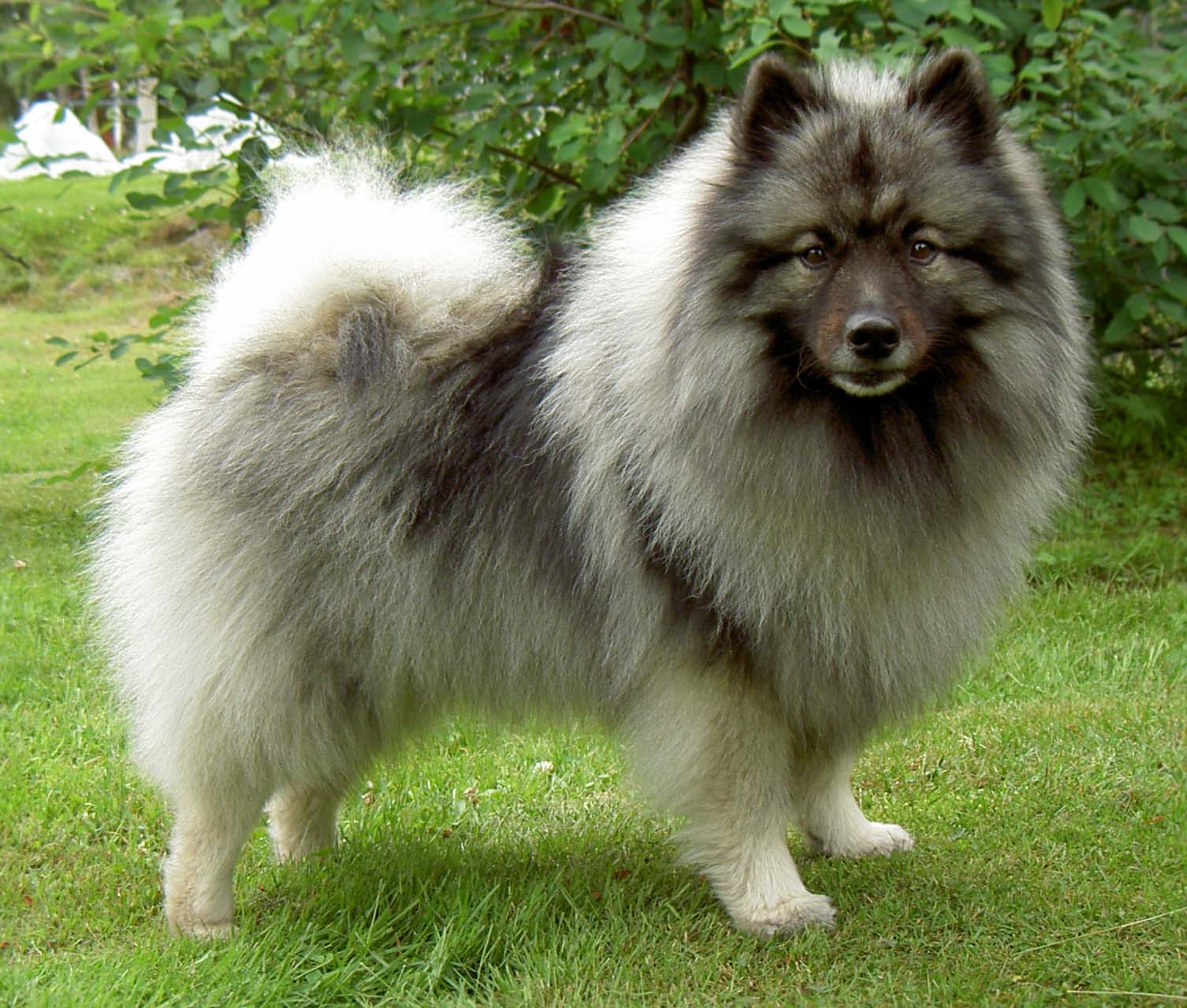 Keeshond History Personality Appearance Health And Pictures