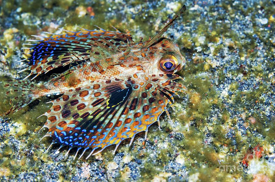 Flying Gurnard Displaying Photograph By Georgette Douwma Wallpaper