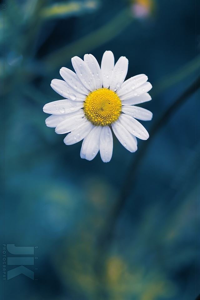 Daisy Flower iPhone 4s Wallpaper