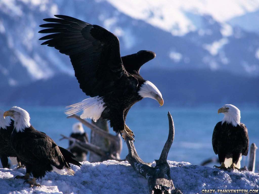 Wallpaper Eagle Baby And Eagles