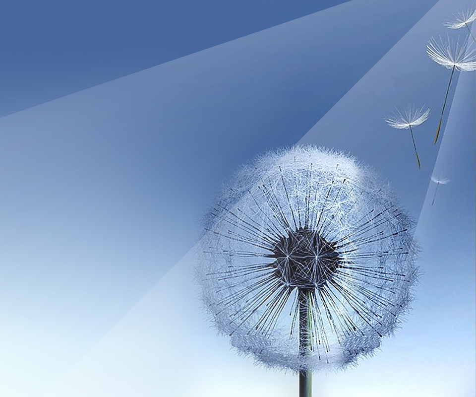 galaxy s4 dandelion wallpaper