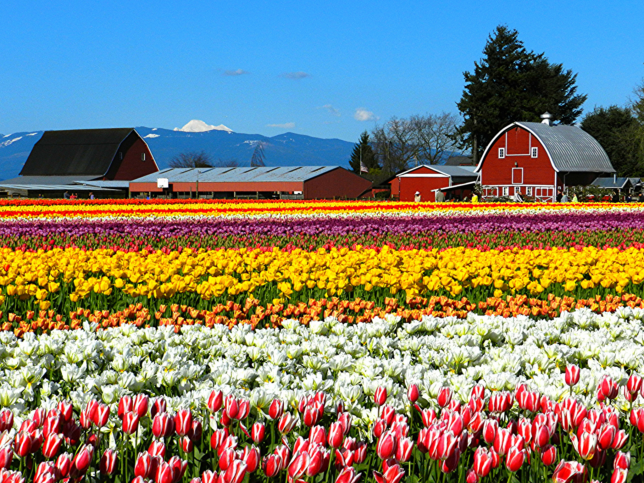 Skagit Valley Tulip Festival Event At The Burlington Anacortes