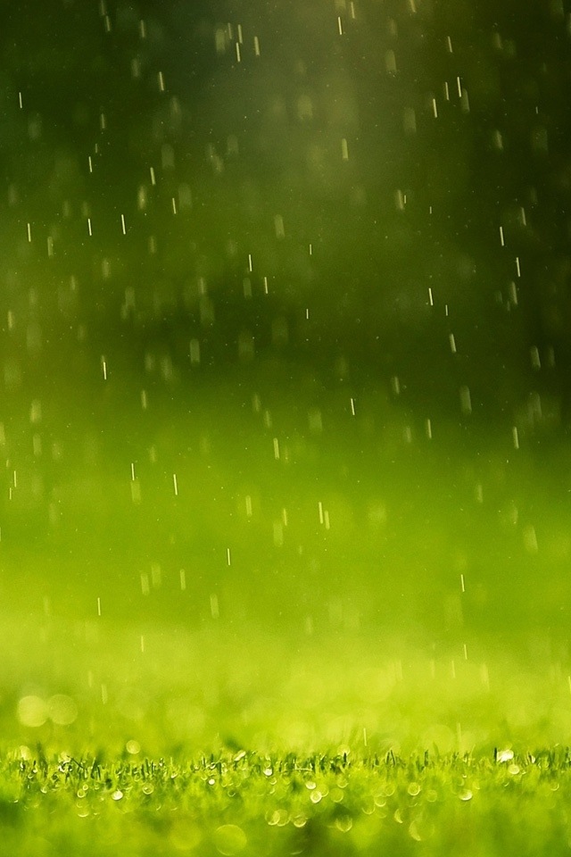 Rainy Day Grass Simply Beautiful Iphone Wallpaper