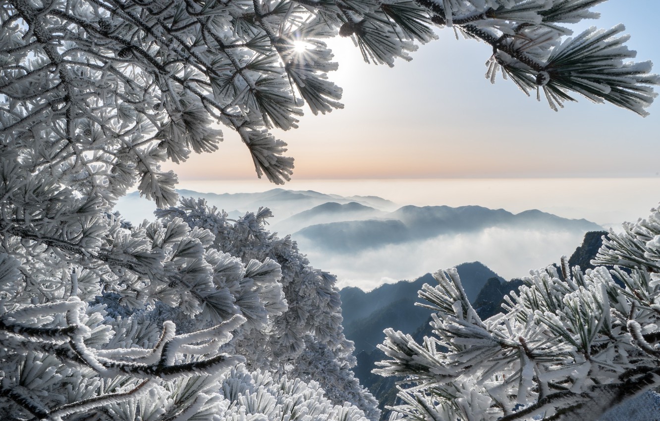 Wallpaper winter frost mountains branches China China pine 1332x850
