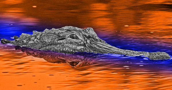 Serbagunamarine Florida Gators Desktop Wallpaper Html Like