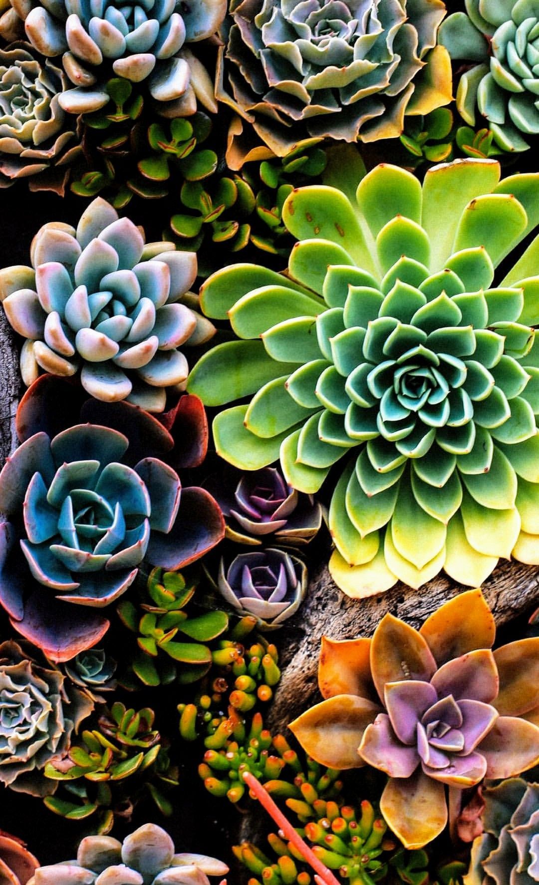 Succulent iPhone Wallpaper Top