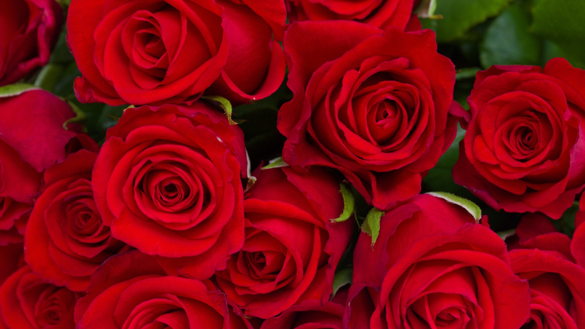 Red Rose HD Wallpaper 1080p
