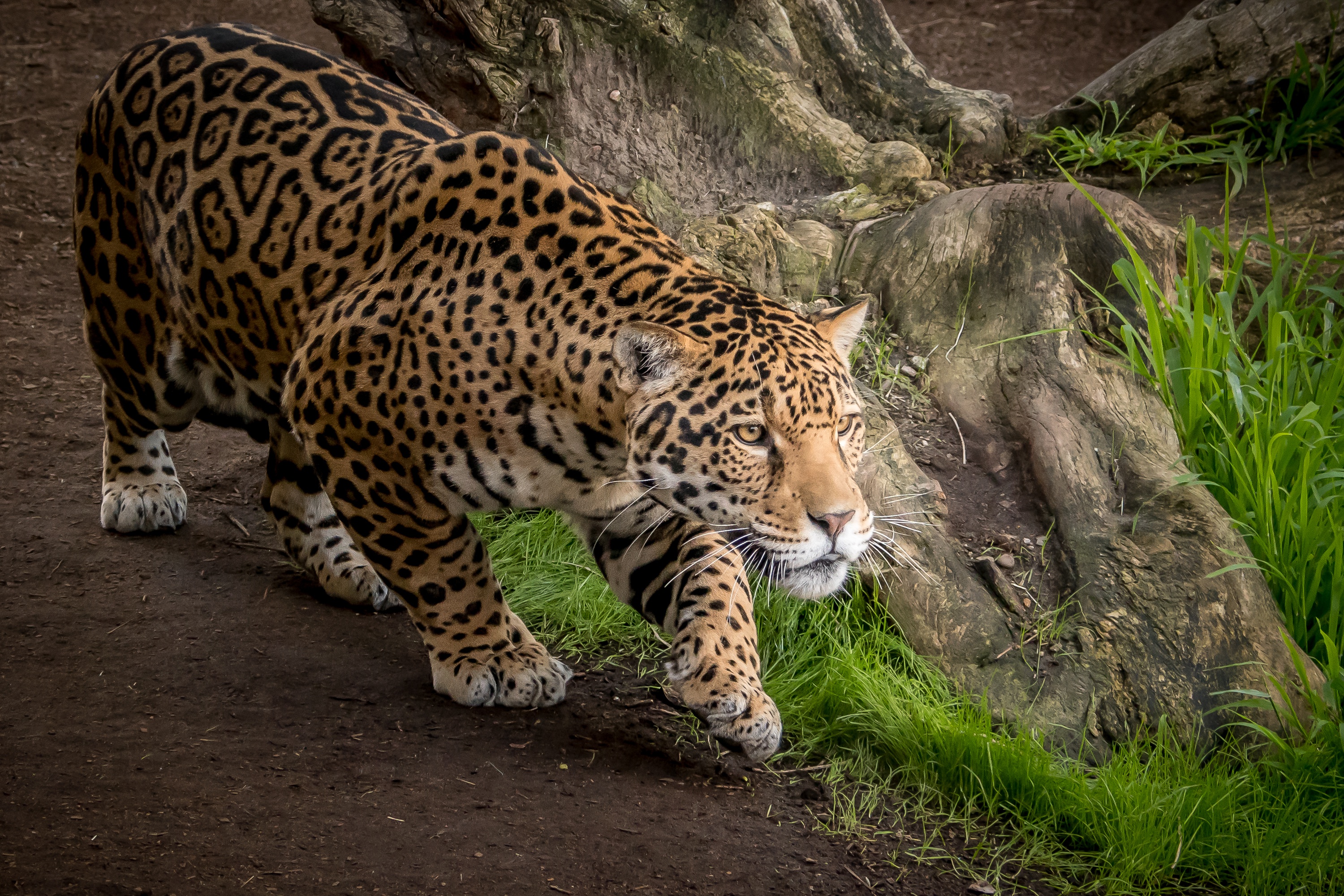 Jaguar Animal Wallpaper Resolution HD 4k