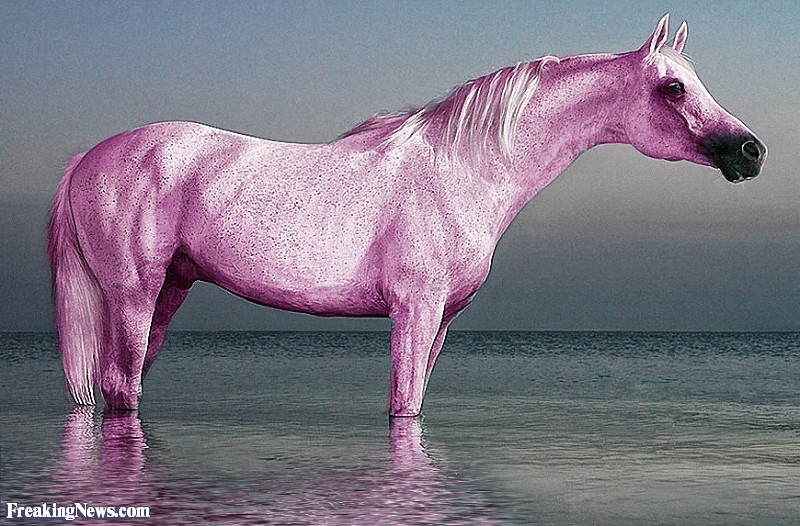 Pink Horse Pictures