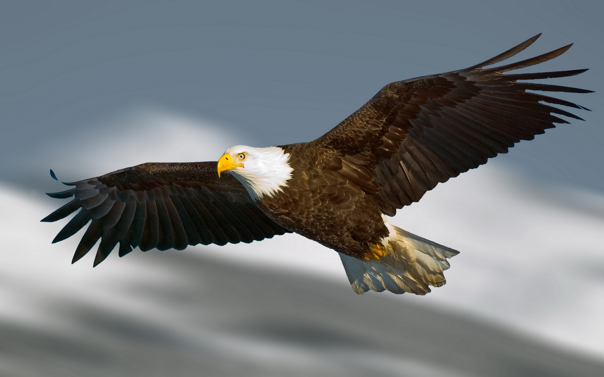Majestic Bald Eagle Wallpaper