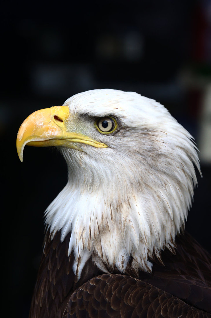 Bald Eagle X by JvBeeck on