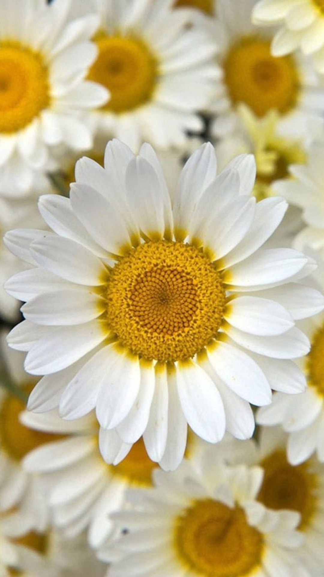 Flower iPhone Background Wallpaper