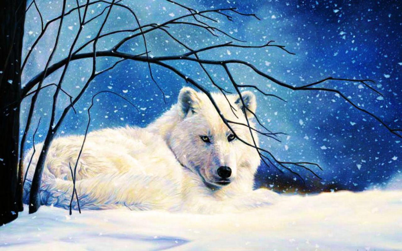 Arctic Wolf High Quality And Resolution Wallpaper On
