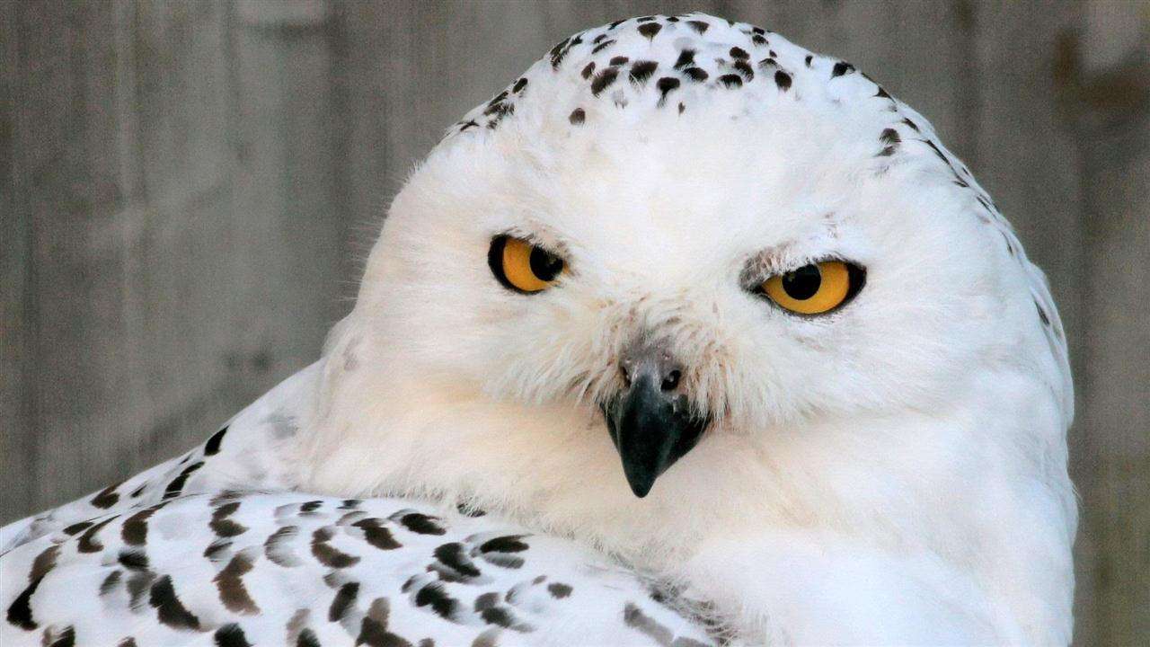 White Winter Owl Wallpaper
