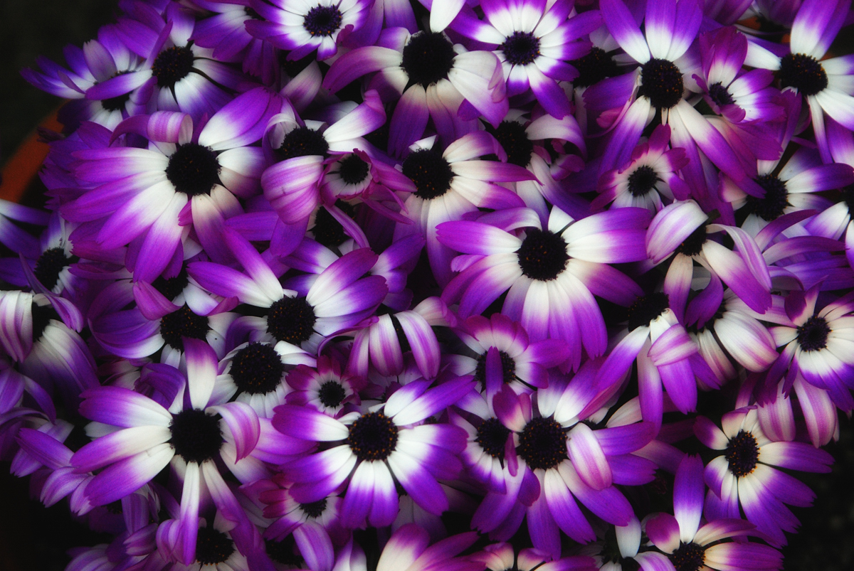 Purple Flowers Wallpaper Background