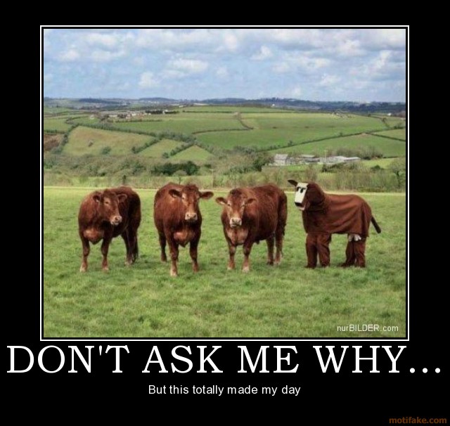 How About Some Milk From Funny Cows Pictures