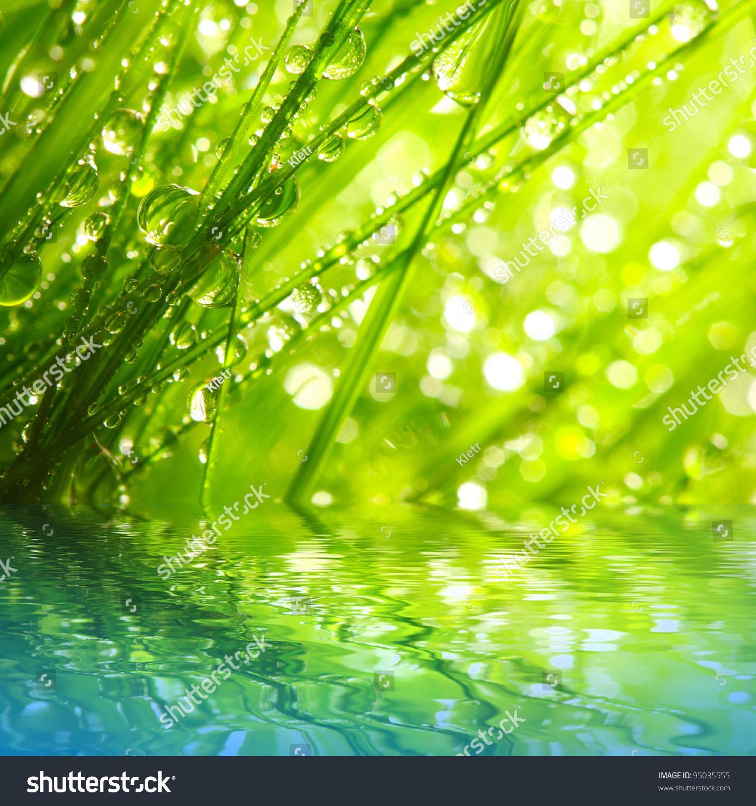 Fresh Morning Dew On Spring Grass Stock Photo 95035555 Shutterstock