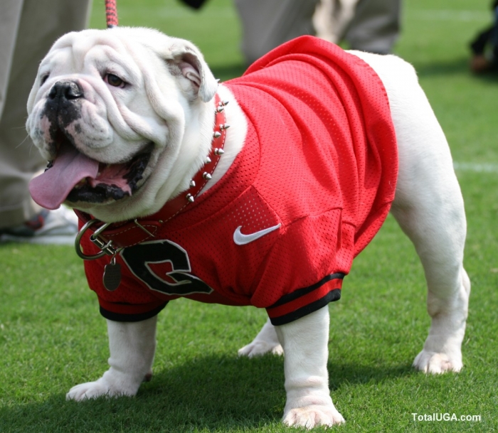 What is wrong with the Georgia Bulldogs Football Team The Sentio