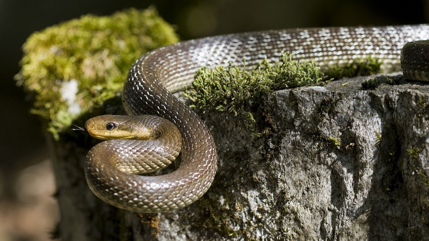 Grass Snake High Definition Wallpaper Unity Pixel